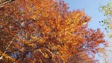 秋日树梢的盘踞镜头，阳光明媚的日子树叶<strong>变幻</strong>